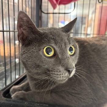 Russian Blue Cats Available for Adoption - Circe | PetCurious