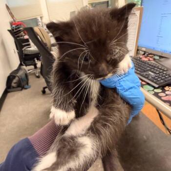 Marmot -  Domestic Short Hair Cat for Adoption in Philadelphia, Pennsylvania - Marmot | PetCurious