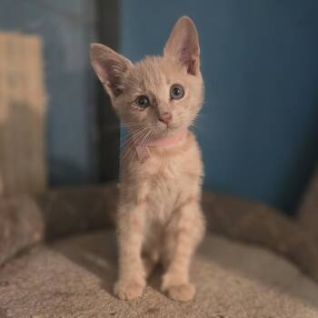Nectarine -  Domestic Short Hair Cat for Adoption in NEW PT RICHEY, Florida - Nectarine | PetCurious