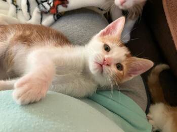 SquirrelFlight -  Domestic Short Hair Cat for Adoption in Lincoln, California - SquirrelFlight | PetCurious