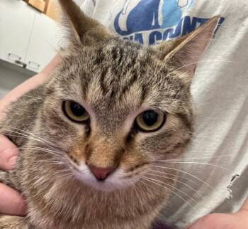 Rescue Domestic Short Hair Cats for Adoption in Peoria, Illinois - TOLKIEN | PetCurious