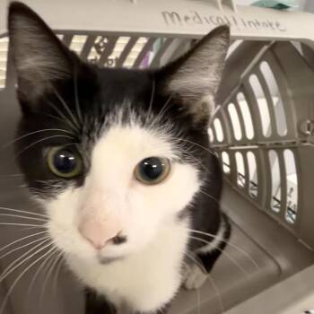 Kachow -  Domestic Short Hair Cat for Adoption in Indianapolis, Indiana - Kachow | PetCurious