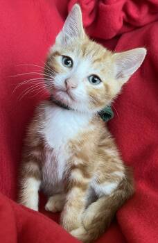 Tiger -  Tabby Cat for Adoption in Hood River, Oregon - Tiger | PetCurious