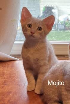 Mojito -  Domestic Short Hair Cat for Adoption in Hammond, Indiana - Mojito | PetCurious