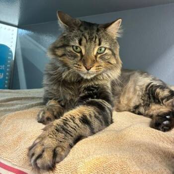 Riley -  Domestic Medium Hair Cat for Adoption in Philadelphia, Pennsylvania - Riley | PetCurious