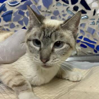 Domestic Short Hair Cats Available for Adoption in Pensacola, Florida - JEMMA | PetCurious