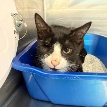 Horachio -  Domestic Short Hair Cat for Adoption in Buffalo, New York - Horachio | PetCurious