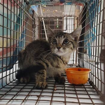 Woody -  Domestic Short Hair Cat for Adoption in Springtown, Texas - Woody | PetCurious