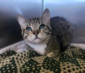 Thunder -  Domestic Short Hair Cat for Adoption in Weaverville, California - Thunder | PetCurious