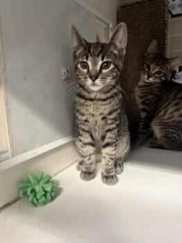 Ank -  Domestic Short Hair and Tabby Cat for Adoption in Acworth, Georgia - Ank | PetCurious