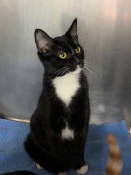 Domestic Short Hair Cats Available for Adoption - Walker | PetCurious