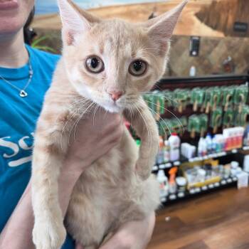 Snuggles -  Domestic Short Hair Cat for Adoption in Warwick, Rhode Island - Snuggles | PetCurious