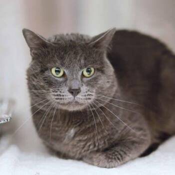 Greyson -  Domestic Short Hair Cat for Adoption in Atlanta, Georgia - Greyson | PetCurious