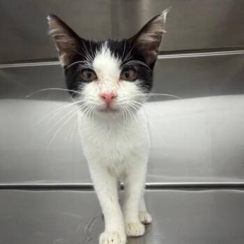 Purr-ton -  Domestic Short Hair Cat for Adoption in Emporia, Kansas - Purr-ton | PetCurious