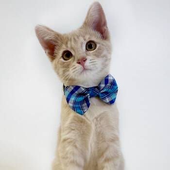 Khaki -  Domestic Short Hair Cat for Adoption in Watertown, Wisconsin - Khaki | PetCurious