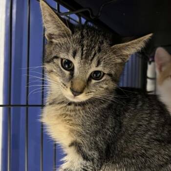 Domestic Short Hair Cats Available for Adoption in Hampton Bays, New York - Stormy | PetCurious