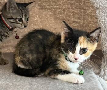 Cali Joe -  Domestic Short Hair Cat for Adoption in Bossier City, Louisiana - Cali Joe | PetCurious