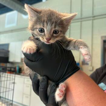 Patterson -  Domestic Short Hair Cat for Adoption in Huntington, West Virginia - Patterson | PetCurious