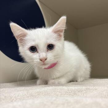 Frosting -  Domestic Short Hair Cat for Adoption in Fairport, New York - Frosting | PetCurious