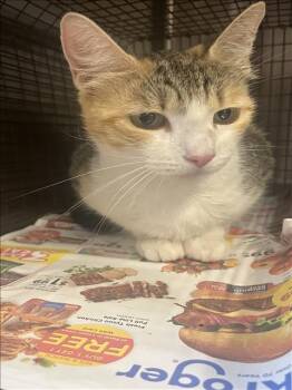 A654824 -  Domestic Short Hair Cat for Adoption in Houston, Texas - A654824 | PetCurious