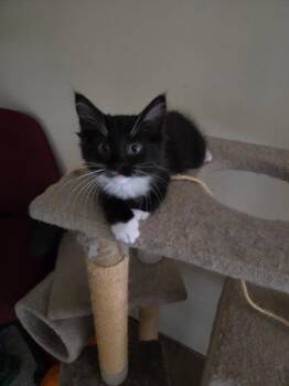 Giorgio -  Domestic Short Hair Cat for Adoption in Winnipeg, Manitoba - Giorgio | PetCurious