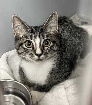 Rescue Domestic Short Hair Cats for Adoption in Cumming, Georgia - Hoodie 1738-25 | PetCurious