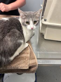 Daisy Mae -  Domestic Short Hair Cat for Adoption in Bloomington, Indiana - Daisy Mae | PetCurious