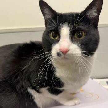 Marilyn -  Domestic Short Hair Cat for Adoption in Tampa, Florida - Marilyn | PetCurious
