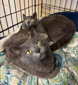Domestic Short Hair Cats Available for Adoption - Amber & Ash | PetCurious
