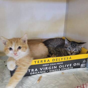 Taro -  Domestic Short Hair Cat for Adoption in Westminster, California - Taro | PetCurious