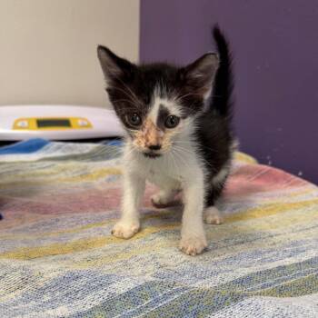 Zag -  Domestic Short Hair Cat for Adoption in Englewood, Florida - Zag | PetCurious