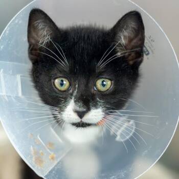 Cyd Charisse -  Domestic Short Hair Cat for Adoption in Wilmington, Delaware - Cyd Charisse | PetCurious