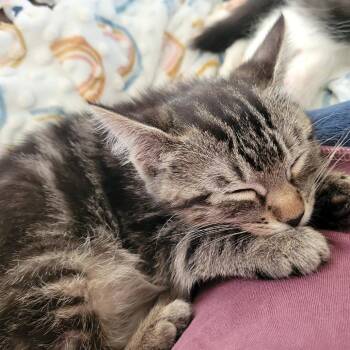 Tamantha -  Domestic Short Hair Cat for Adoption in Tulsa, Oklahoma - Tamantha | PetCurious