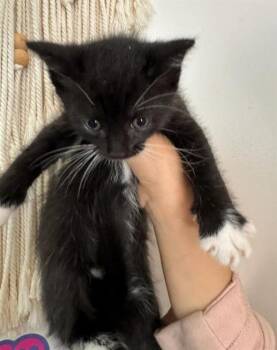 OSIRIS -  Domestic Short Hair Cat for Adoption in Chula Vista, California - OSIRIS | PetCurious