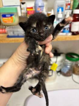 Domestic Short Hair Cats Available for Adoption in Rutherfordton, North Carolina - Mary