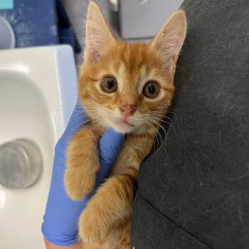 Dilly Bar -  Domestic Short Hair Cat for Adoption in Charlottesville, Virginia - Dilly Bar | PetCurious