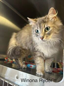 Domestic Short Hair Cats Available for Adoption - Winona Ryder | PetCurious