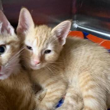 Cotton (White Collar) 29734 -  Domestic Short Hair Cat for Adoption in Middleburg, Florida - Cotton (White Collar) 29734 | PetCurious