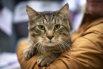 Domestic Short Hair Cats Available for Adoption in Gunnison, Colorado - Hannibal | PetCurious