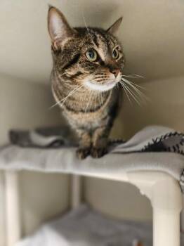 Domestic Short Hair Cats Available for Adoption in Fort Collins, Colorado - Melinda | PetCurious