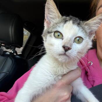 Hootie -  Domestic Short Hair Cat for Adoption in Greensboro, North Carolina - Hootie | PetCurious