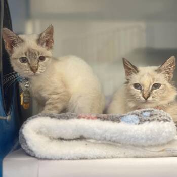 Golgi -  Domestic Medium Hair Cat for Adoption in Port Washington, New York - Golgi | PetCurious