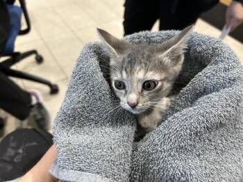 SPARKPLUG -  Domestic Short Hair Cat for Adoption in Rowlett, Texas - SPARKPLUG | PetCurious