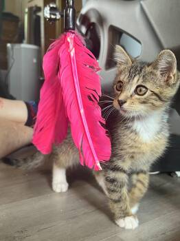 TIGER - BONDED WITH HANA -  Domestic Short Hair Cat for Adoption in Fremont, California - TIGER - BONDED WITH HANA | PetCurious