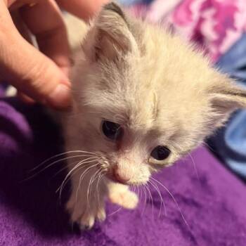 Koala -  Domestic Short Hair Cat for Adoption in Edwards, Illinois - Koala | PetCurious