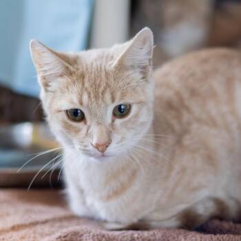 Paco -  Domestic Short Hair Cat for Adoption in Wilmington, Delaware - Paco | PetCurious
