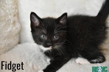 Domestic Short Hair Cats Available for Adoption in Fort Mill, South Carolina - Fidget | PetCurious