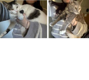 Rescue Domestic Short Hair Cats for Adoption in Timonium, Maryland - Missy & Twinkle Toes | PetCurious