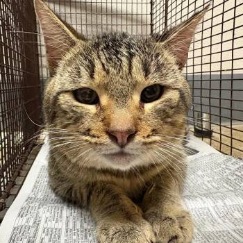 Domestic Short Hair Cats Available for Adoption - Mewmew | PetCurious