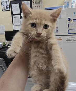 HANSEL -  Domestic Short Hair Cat for Adoption in Aliquippa, Pennsylvania - HANSEL | PetCurious